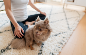 5 Lessons that Meditating With Animals Has Taught Me