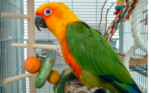 Conversations with a Parrot