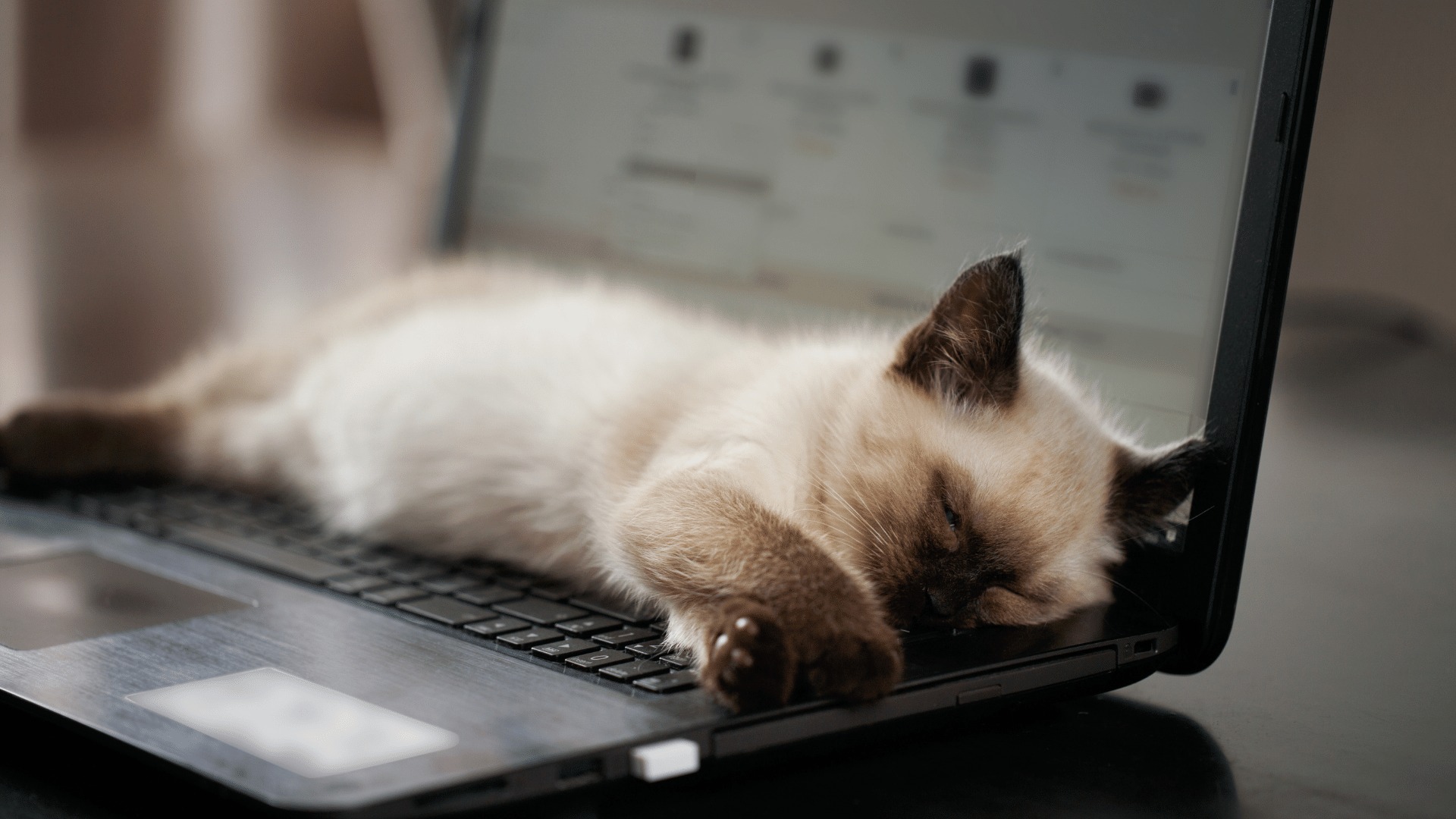 Siamese kitten lying on top of laptop