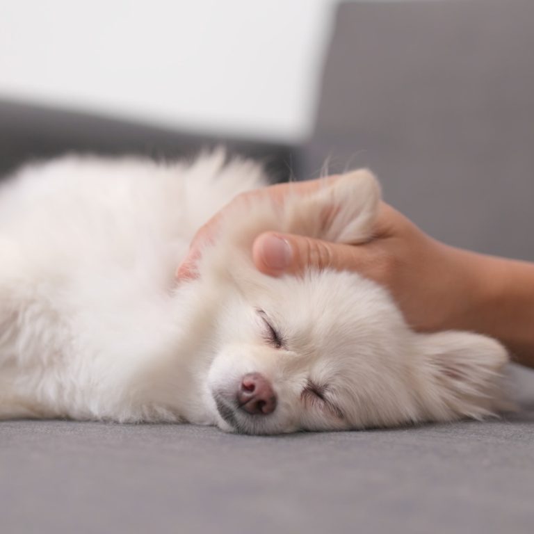 small white dog receiving Reiki