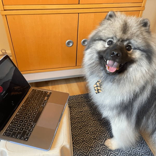 Yogi Bear Smiling at Camera in front of laptop