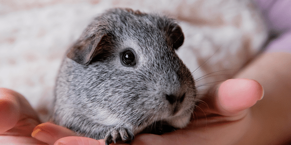 Grey guinea pig