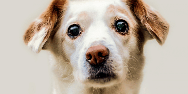 Sad elderly dog face with big brown eyes.