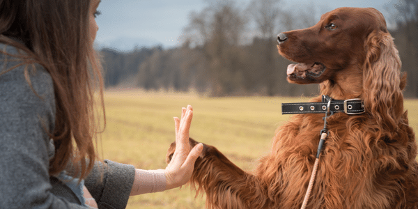 Person giving a high 5 to a dog