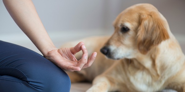 Dog looking a person's hand in the lotus position