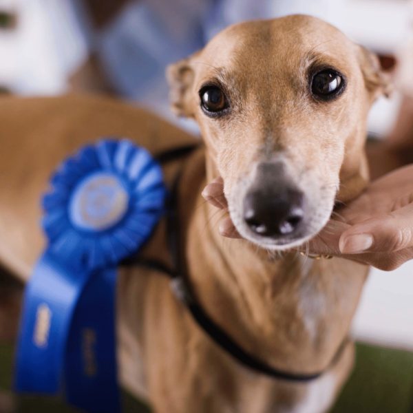 Italian Greyhound with blue ribbon