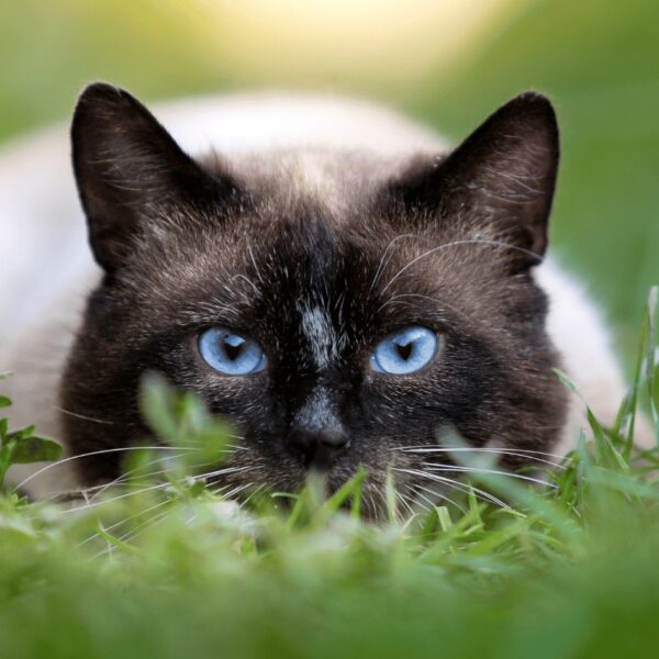 Blue eyed cat staring at camera