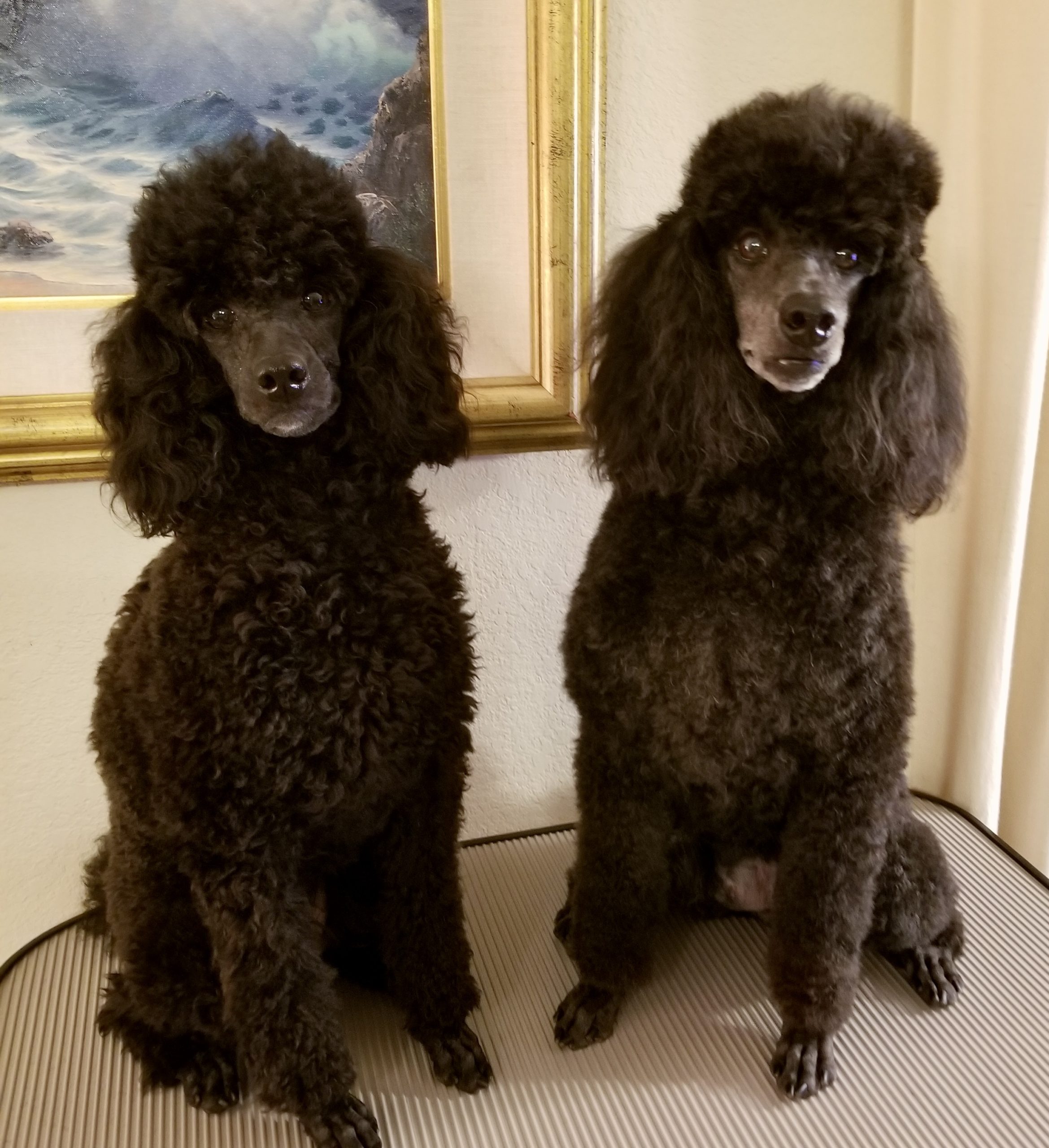 2 Black mini-Poodles sitting next to each other