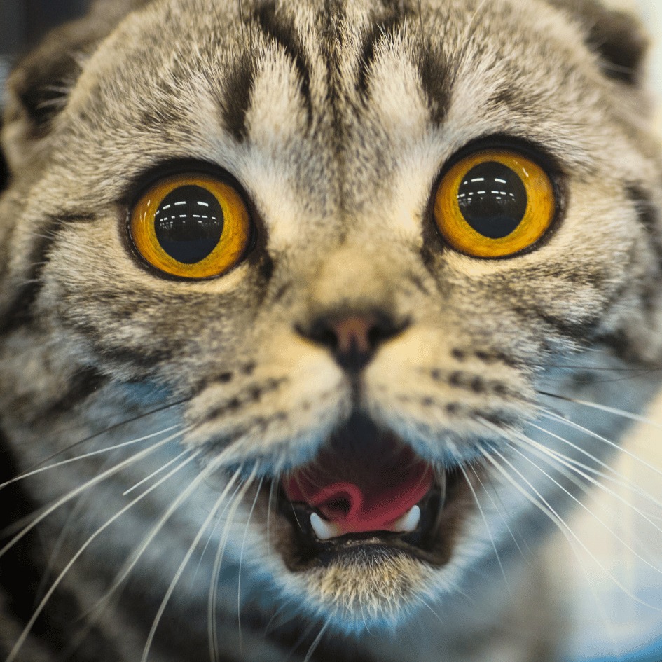 Wide eyed cat with mouth open.