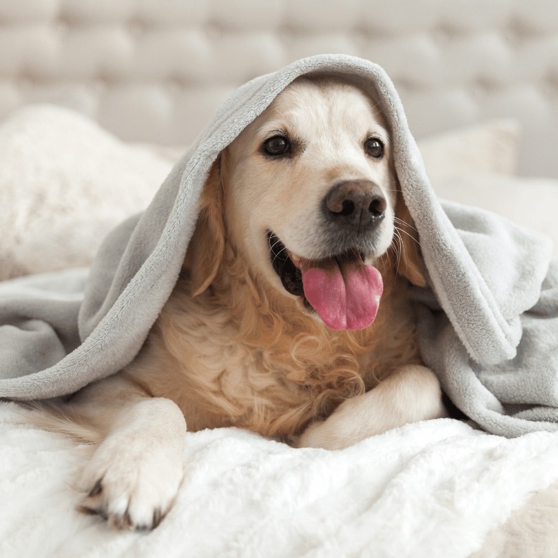 Dog panting under a blanket