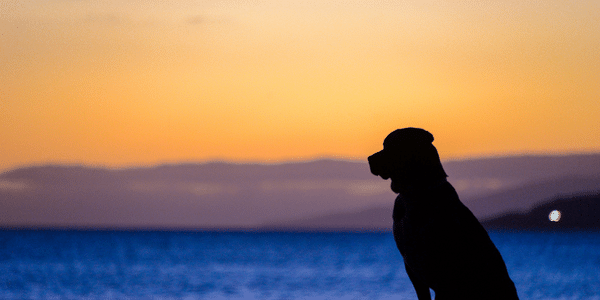 Shadow of dog at sunset at eh beach