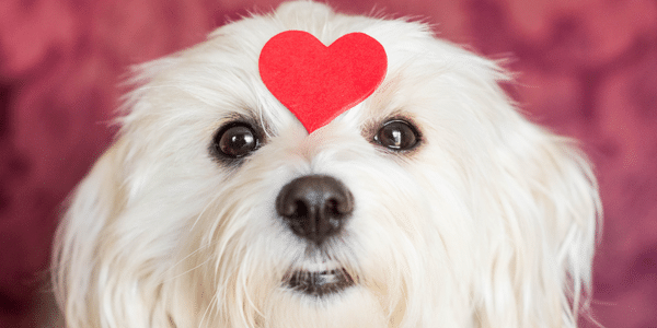 Maltese dog with heart on forehead