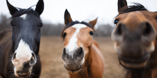 3 horses sniffing camera.