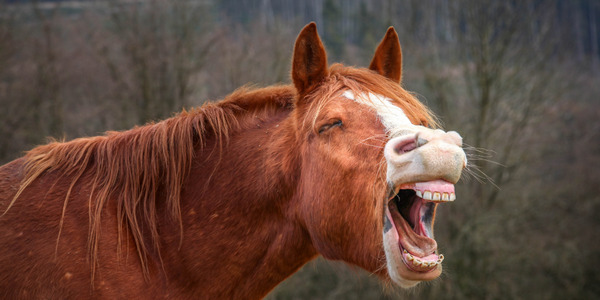 chestnut horse yawning.