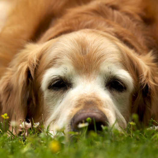 old dog lying in the grass,