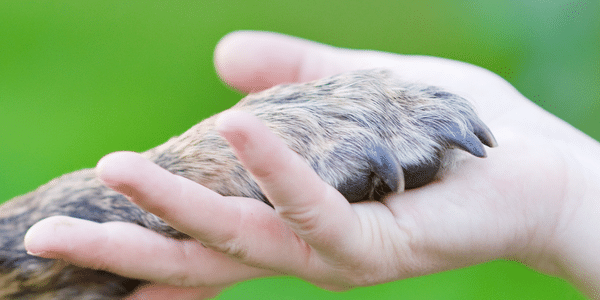 Animal paw resting on a hand