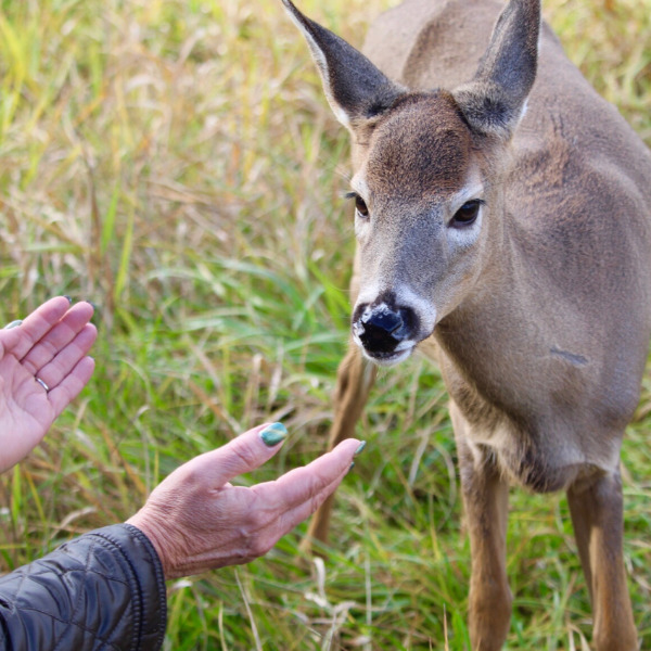 Deer receiving Reiki