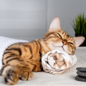 cat lying on a rolled up towel looking peaceful